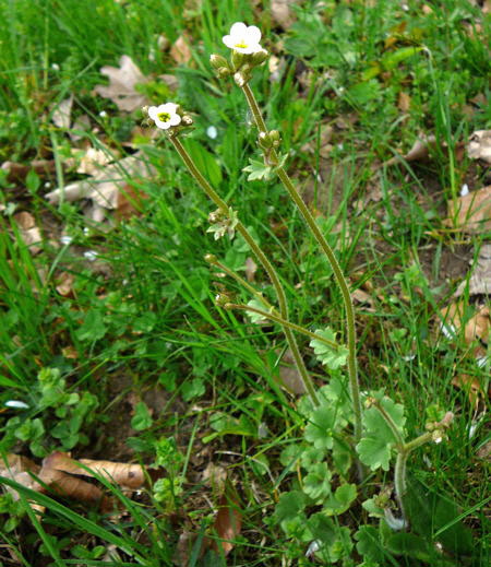 Knllchen-Steinbrech (Saxifraga granulata)  April 2011 Laudenbach Insekten und Blumen 093_450