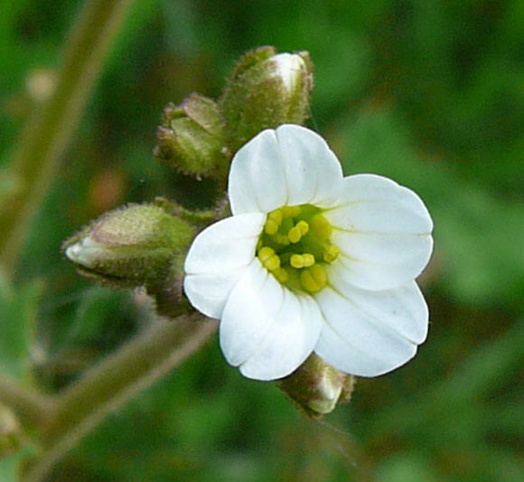 Knllchen-Steinbrech (Saxifraga granulata)  April 2011 Laudenbach Insekten und Blumen 094