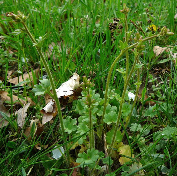 Knllchen-Steinbrech (Saxifraga granulata) April 2011 Laudenbach Insekten und Blumen 095