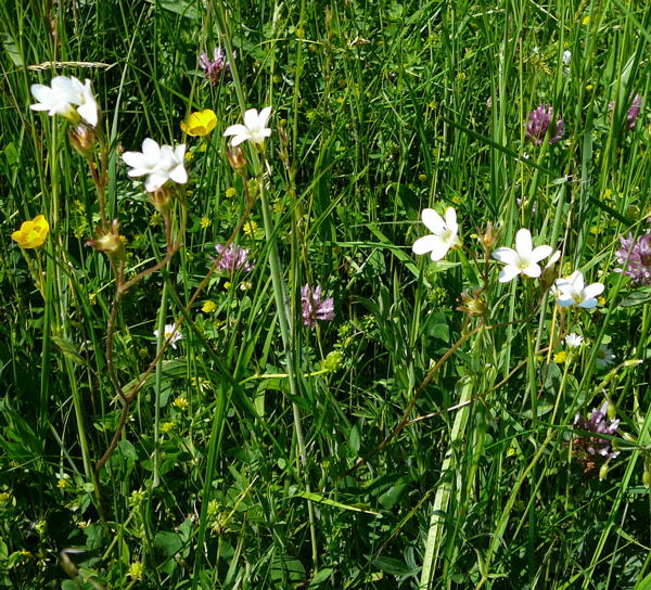 Knllchen-Steinbrech (Saxifraga granulata) Juni 2010 Hungen NSG u. Ober-Ohmen Wiese 093