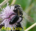 Khler-Sandbiene (Andrena pilipes) kl.