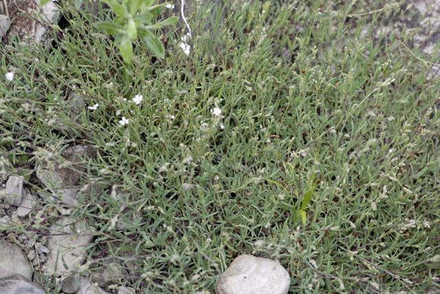 Kriechende Gipskraut (Gypsophila repens) Mai 2012 Ammergebirge, Grasnang NIKON 231