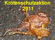 Krtenschutzaktion 2011