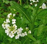 Meerrettich (Armoracia rusticana) 1 kl.