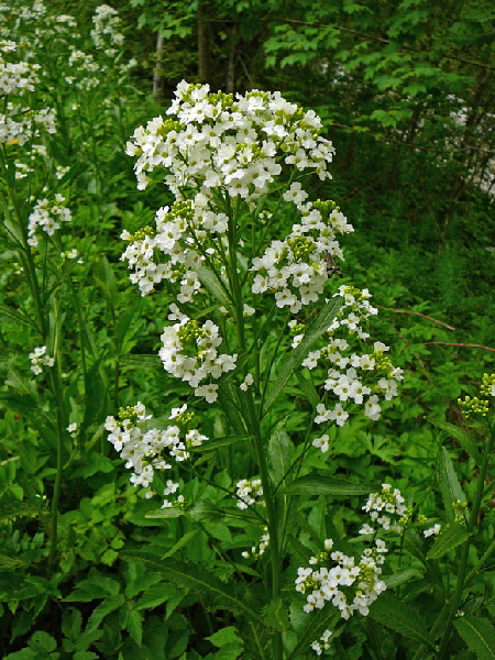 Meerrettich (Armoracia rusticana) Mai  2012 Alpen Ammergebirge, Grasnang 092
