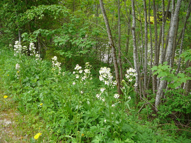 Meerrettich (Armoracia rusticana) Mai 2012 Alpen Ammergebirge, Grasnang 091