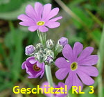 Mehlprimel (Primula farinosa) 1 kl.