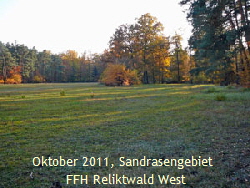 Okt 2011 FFH Wald westlich A67 Kfer 078kl.
