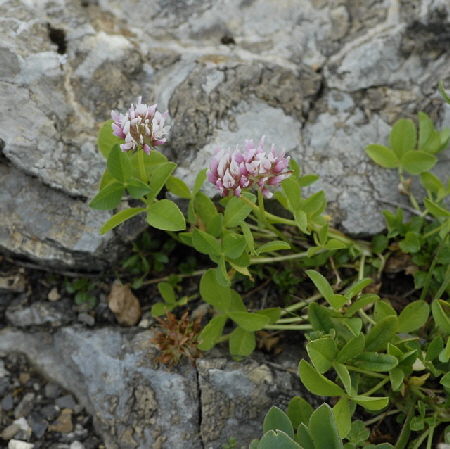 Rasiger Klee (Trifolium thalii) 9.7.2011 Allgu Alpen Fellhorn NIKON 072