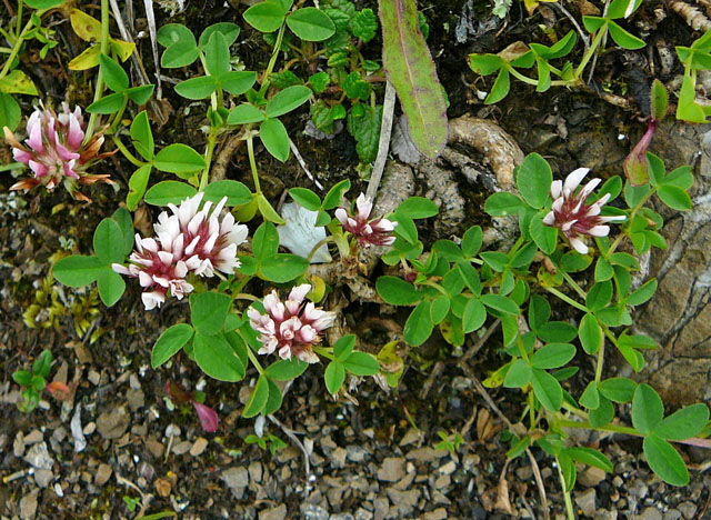 Rasiger Klee (Trifolium thalii) 9.7.2011 Allgu Alpen Fellhorn Oberstdorf-Faistenoy 085a