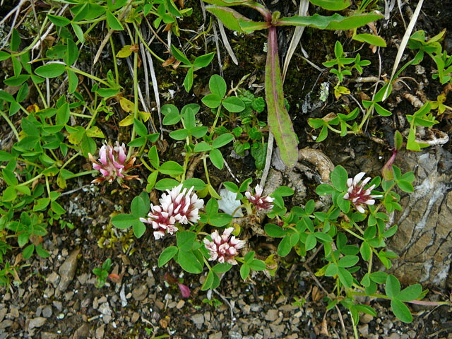 Rasiger Klee (Trifolium thalii) 9.7.2011 Allgu Alpen Fellhorn Oberstdorf-Faistenoy 085