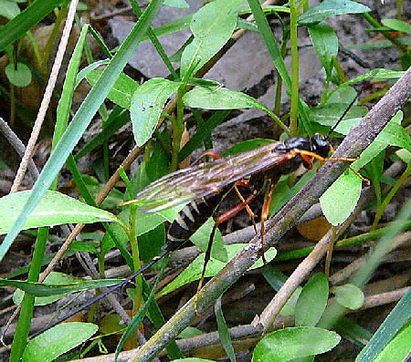Riesenholzwespen-Schlupfwespe Coleocentrus cf. excitator Mai 2011 Viernheimer Heide groes Insekt 030