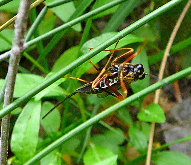Riesenholzwespen-Schlupfwespe Coleocentrus cf. excitator Mai 2011 Viernheimer Heide groes Insekt 029