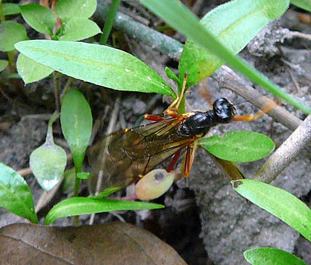 Riesenholzwespen-Schlupfwespe Coleocentrus cf. excitator Mai 2011 Viernheimer Heide groes Insekt 032