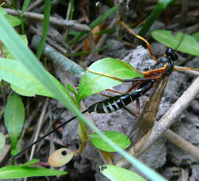 Riesenholzwespen-Schlupfwespe Coleocentrus cf. excitator Mai 2011 Viernheimer Heide groes Insekt 033