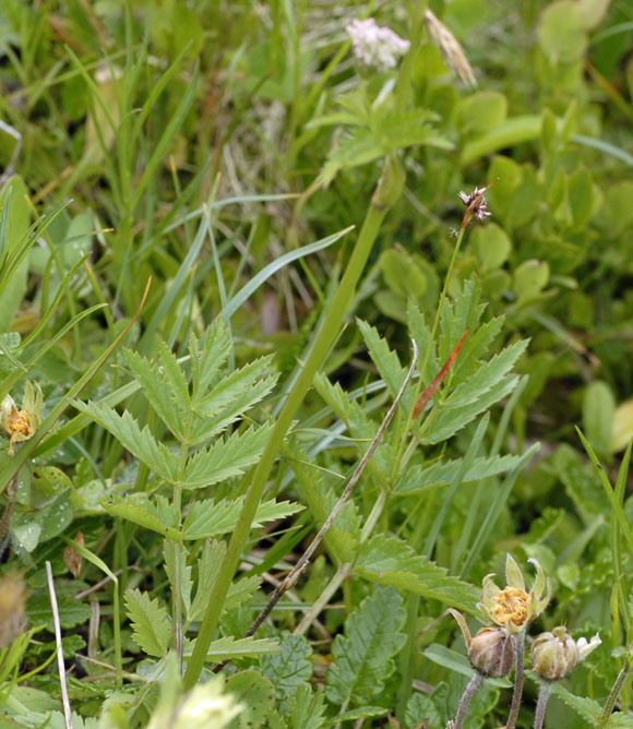 Rotbltige Bibernelle (Pimpinella major ssp rubra)  9.7.2011 Allgu Alpen Fellhorn NIKON 003