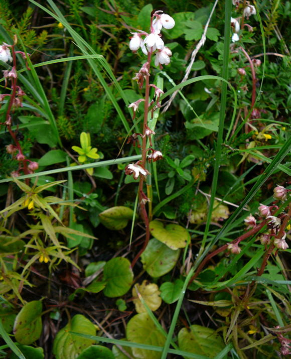 Rundblttrige sWintergrn (Pyrola rotundifolia)  2011-07-15 Nationalpark Berchtesgarden Wimbachklamm+gries 097