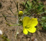 Schmalblttrige Doppelsame (Diplotaxis tenuifolia) kl.