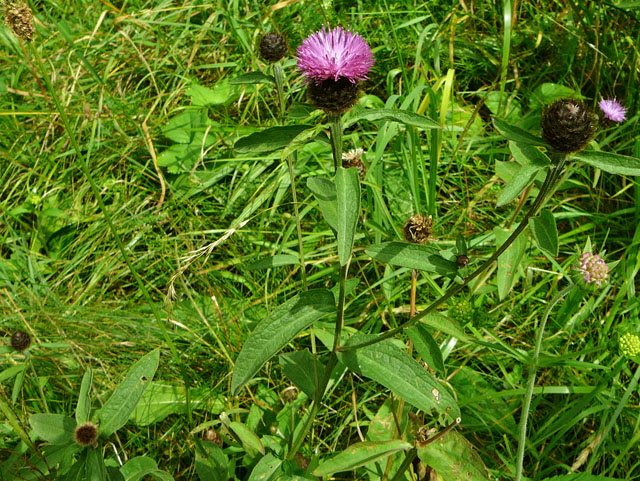 Schwarze Flockenblume (Centaurea nigra Juli 2012 Odenwald-Wilhelmsfeld-Schnbrunn 003