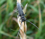 Schwarzhrniger Walzenhalsbock (Phytoecia nigricornis) kl.