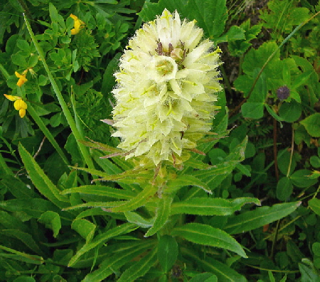 Strau-Glockenblume (Campanula thyrsoidea)Urlaub 2011 9.7.2011 Allgu Alpen Fellhorn Oberstdorf-Faistenoy 104