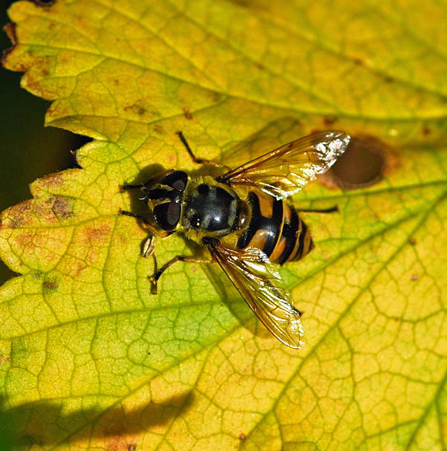 Totenkopf-Schwebfliege Okt 2009  Hütt Insekten NIKONViernheimer Wald 010