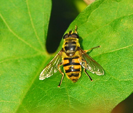 Totenkopfschwebfliege - Myiatropa florea Okt 2009  Hütt, Garten NIKON 016