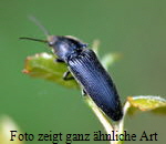Veilchenblauer Wurzelhals-Schnellkfer (Limoniscus violaceus)  kl.