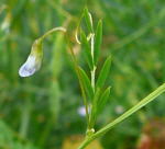 Viersamige Wicke (Vicia tetrasperma kl.
