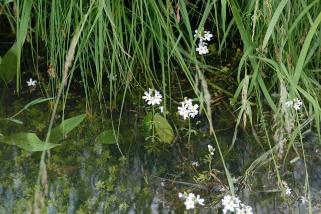 Wasserfeder Hottonia palustris Mai 2010 Hemsbach Graben NIKON 023
