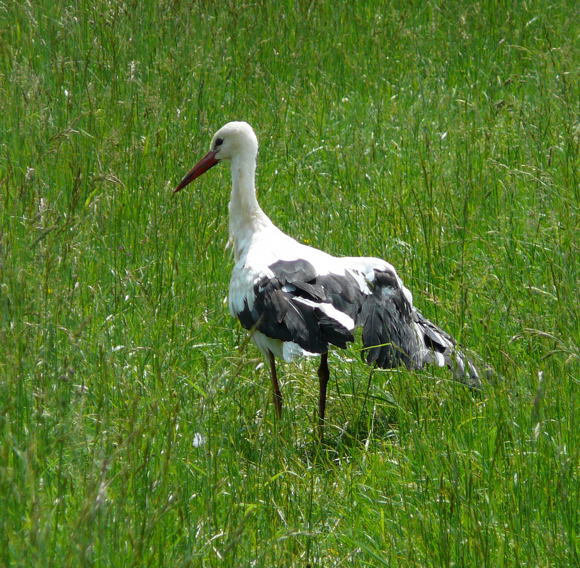 Weiss-Storch  Mai 2010 Hemsbach Graben Wiese Storch, Blumen u. Insekten 129