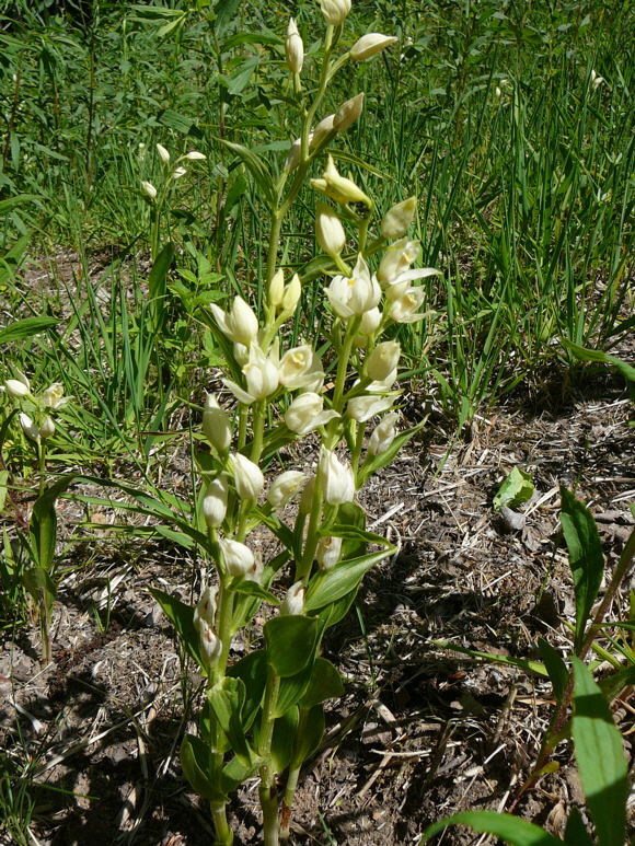 Weies Waldvglein (Cephalanthera damasonium) Mai 2011 Bensheim Zell und Gronau Orchideen 115