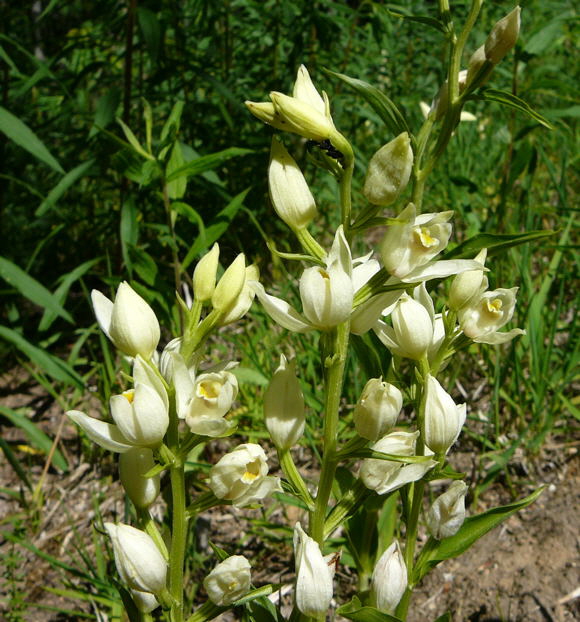 Weies Waldvglein (Cephalanthera damasonium) Mai 2011 Bensheim Zell und Gronau Orchideen 117