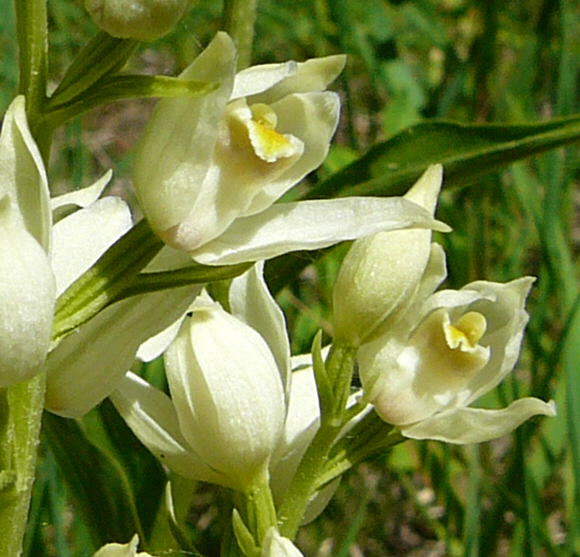 Weies Waldvglein (Cephalanthera damasonium) Mai 2011 Bensheim Zell und Gronau Orchideen 117a