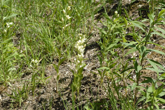 Weies Waldvglein Cephalanthera damasonium Mai 2011 Bensheim Zell und Gronau Orchideen NIKON 037