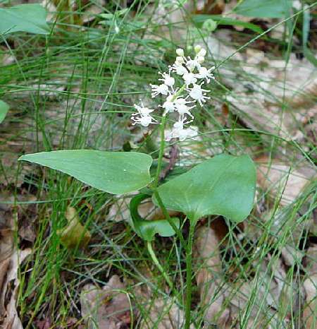 Zweiblttriges Schattenblmchen (Maianthemum bifolium) Mai 09 Htt Mlldepnie u.Viernheimer Wald Pana 011