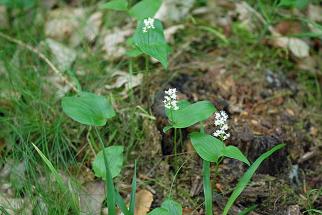 Zweiblttriges Schattenblmchen (Maianthemum bifolium) Mai 09 Htt Mlldepnie u.Viernheimer Wald 064
