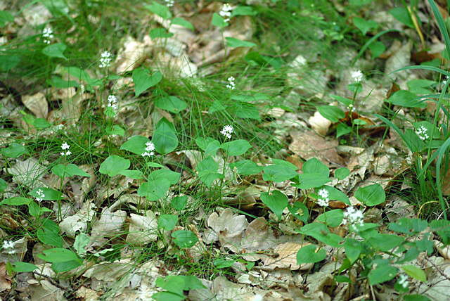 Zweiblttriges Schattenblmchen (Maianthemum bifolium) Mai 09 Htt Mlldepnie u.Viernheimer Wald 068