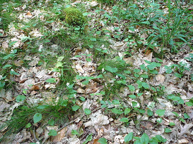 Zweiblttriges Schattenblmchen (Maianthemum bifolium) Mai 09 Htt Mlldepnie u.Viernheimer Wald Pana 010