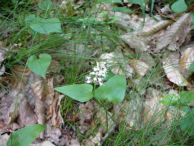 Zweiblttriges Schattenblmchen (Maianthemum bifolium) Mai 09 Htt Mlldepnie u.Viernheimer Wald Pana 012