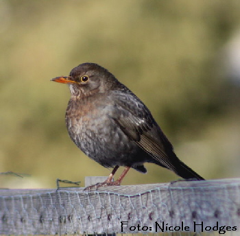 Amsel-Weibchen-Februar-09-1-Garten N