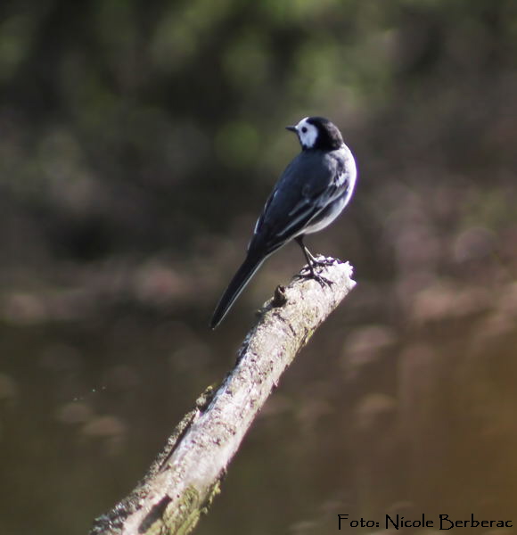 Bachstelze-(Motacilla alba) AmphibienSeeFH-Bild1-03.04_N