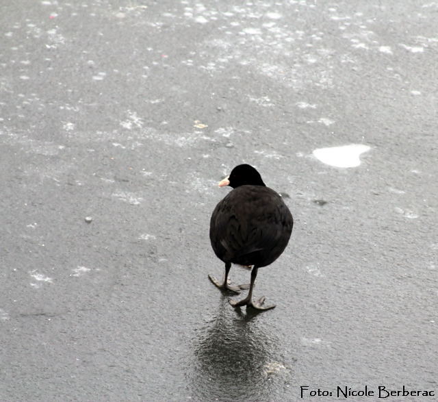 Blhuhn (Fulica atra) -Biedensand-02.01.11_N