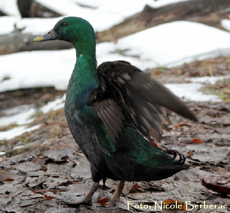 Cayuga-Ente Anas x superciliosa-Biedensand-6-02.01_N