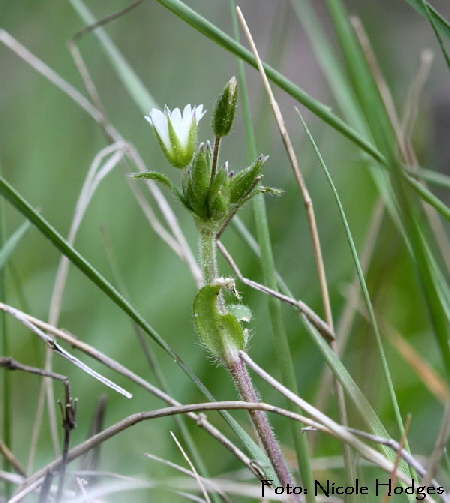 Gemeines Hornkraut (Cerastium holosteoides) -Mai09-Vernheimer Wald-2-N