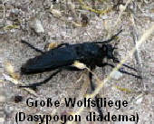 Groe Wolfsfliege  Dasypogon diadema