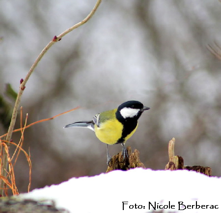 Kohlmeise-(Parus major) Biedensand-1-02.01.11_N