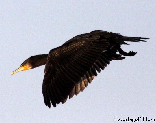 Kormoran Ingolf Jan 09 Vgel N. 069