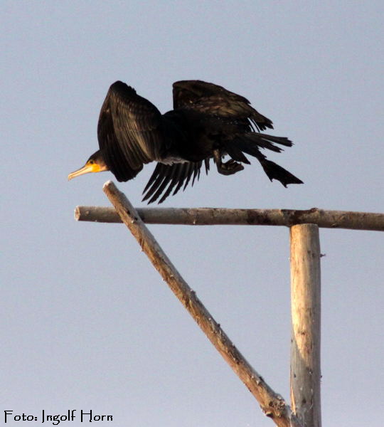 Kormoran Ingolf Jan 09 Vgel N. 068