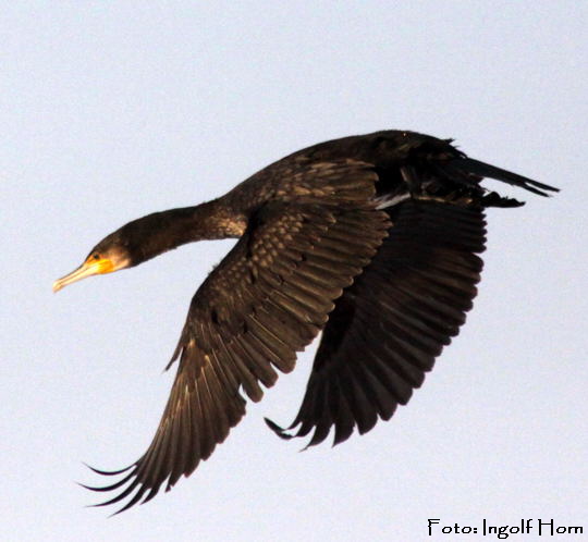 Kormoran Phalacrocorax carbo Ingolf Jan 09 Vgel N. 070